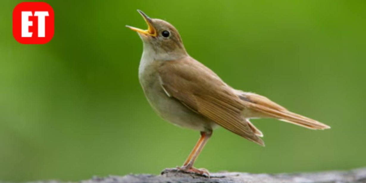 Bird or Person Who Sings Beautifully? Cookie Jam