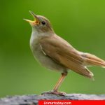 Bird or Person Who Sings Beautifully? Cookie Jam