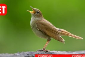 Bird or Person Who Sings Beautifully? Cookie Jam