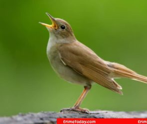 Bird or Person Who Sings Beautifully? Cookie Jam