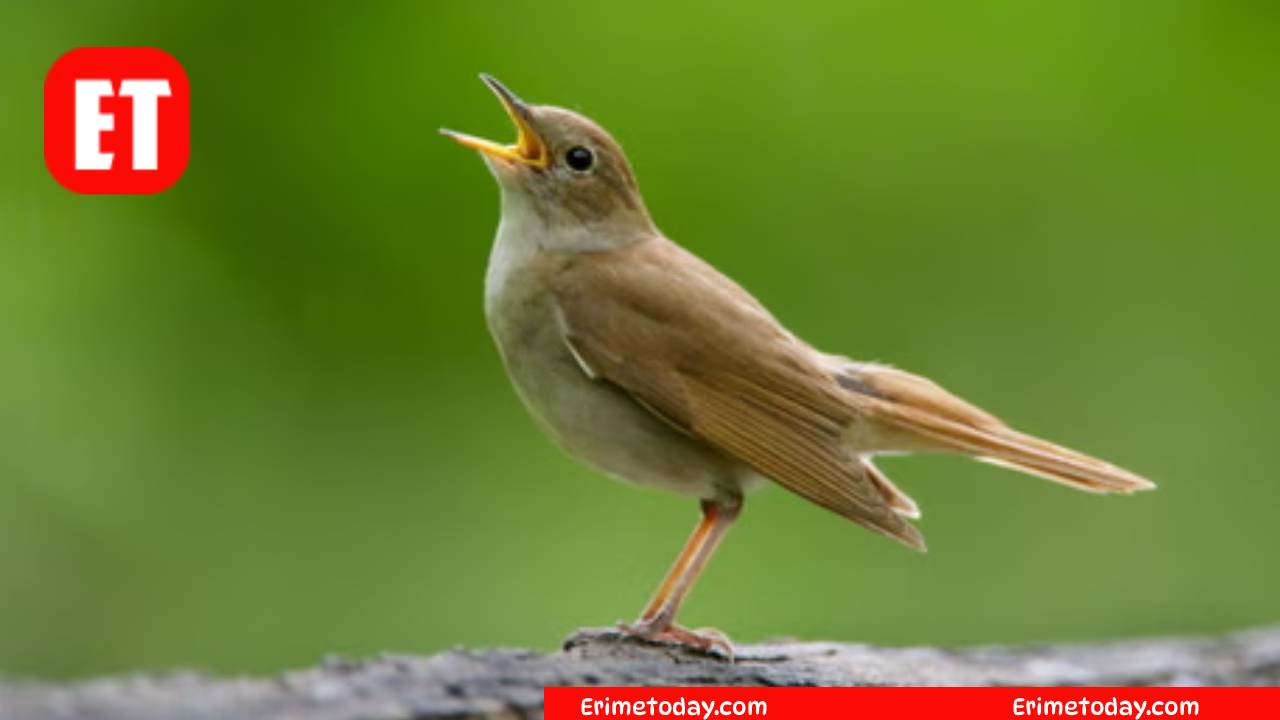 Bird or Person Who Sings Beautifully? Cookie Jam