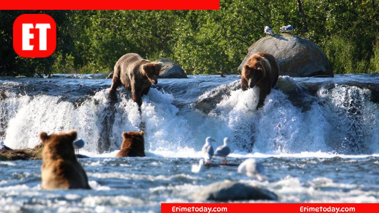 Park in Alaska famous for bears?