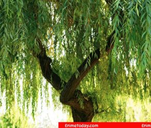 What is a beautiful, droopy tree?