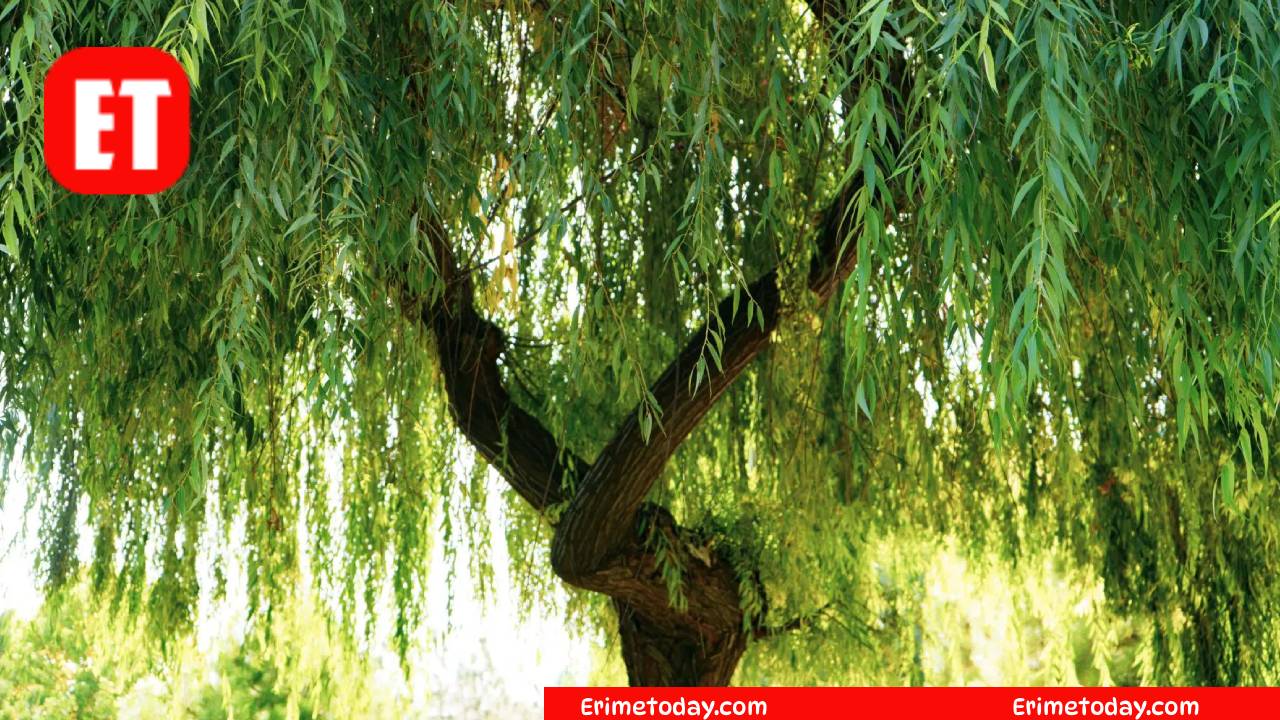 What is a beautiful, droopy tree?