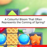 A Colourful Bloom That Often Represents the Coming of Spring?