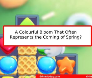 A Colourful Bloom That Often Represents the Coming of Spring?